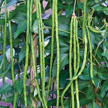 Green String Beans Seeds