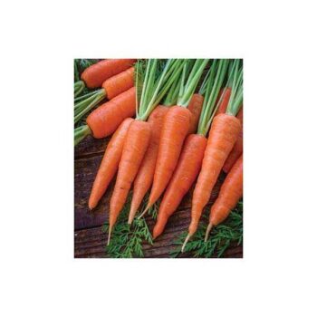 Carrot Seeds on gardening trowel