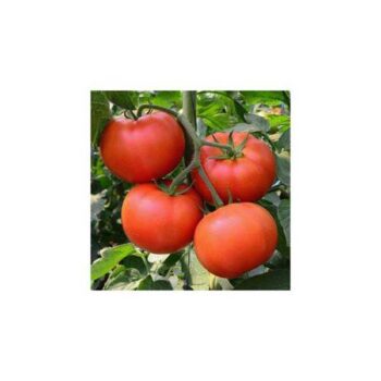 Ratan Tomato seeds (রতন টমেটো বীজ)