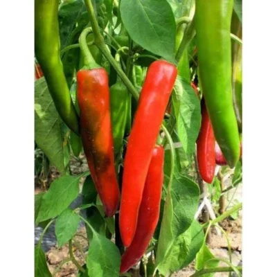 Anaheim Chili Pepper Seeds (Capsicum annuum)